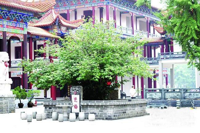 中国十大千年古树欣赏 - 老排长 - 老排长(6660409)