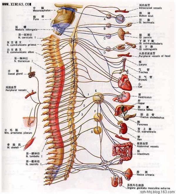 人体解剖图(组图) - 渴望美好 - 渴望美好的百科精品博客（学习娱乐之家）