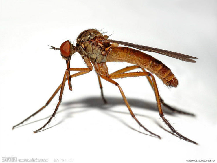 夏天能让蚊子、蟑螂绝子绝孙的秘诀 - sdjnwzg - WZG的博客